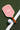 Pink_pickleball_paddle_with_Pulse_branding_on_a_green_court_with_a_white_line. - Pulse Pickleball
